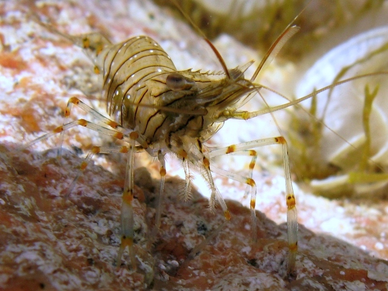 Differenze tra Palaemon serratus e Palaemon elegans